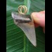 4.2 cm dark tooth of Carcharocles angustidens as a pendant