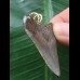 4.2 cm dark tooth of Carcharocles angustidens as a pendant