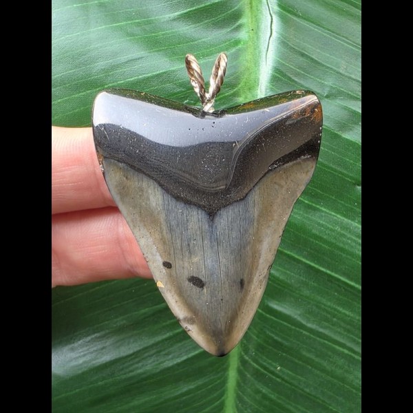 5,2 cm dunkler Zahn des Megalodon als Anhänger