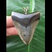 5,2 cm dunkler Zahn des Megalodon als Anhänger