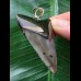 5,2 cm dunkler Zahn des Megalodon als Anhänger