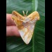 4.3 cm fantastically colored Carcharocles angustidens tooth as a pendant
