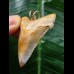 4.3 cm fantastically colored Carcharocles angustidens tooth as a pendant
