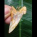 4.3 cm fantastically colored Carcharocles angustidens tooth as a pendant