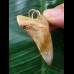 4.3 cm fantastically colored Carcharocles angustidens tooth as a pendant