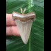 4.4 cm sharp Carcharocles angustidens tooth as a pendant