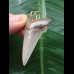 4.4 cm sharp Carcharocles angustidens tooth as a pendant