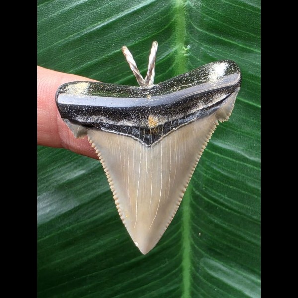 4.1 cm Carcharocles angustidens tooth as a pendant with black root