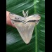 4.1 cm Carcharocles angustidens tooth as a pendant with black root