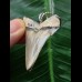 4.1 cm Carcharocles angustidens tooth as a pendant with black root