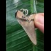 4.1 cm Carcharocles angustidens tooth as a pendant with black root