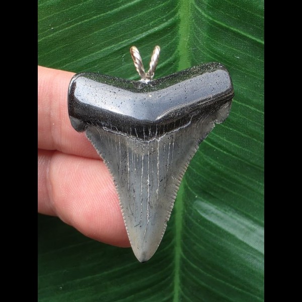 3.8 cm sharp tooth of Carcharocles angustidens as a pendant