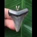 3.8 cm sharp tooth of Carcharocles angustidens as a pendant