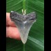 3.8 cm sharp tooth of Carcharocles angustidens as a pendant