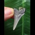 3.8 cm sharp tooth of Carcharocles angustidens as a pendant