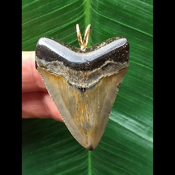 4.4 cm sharp tooth of Megalodon as a pendant