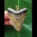 4.4 cm sharp tooth of Megalodon as a pendant