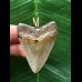 4.4 cm sharp tooth of Megalodon as a pendant