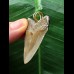4.4 cm sharp tooth of Megalodon as a pendant