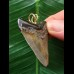 4.4 cm sharp tooth of Megalodon as a pendant