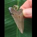 4.4 cm sharp tooth of Megalodon as a pendant