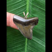 3,3 cm dunkler Zahn des Megalodon als Anhänger