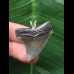 3.3 cm dark tooth of Megalodon as a pendant