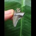 3.3 cm dark tooth of Megalodon as a pendant