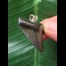 3.3 cm dark tooth of Megalodon as a pendant