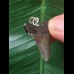 3.3 cm dark tooth of Megalodon as a pendant