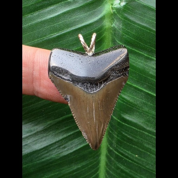 3,3 cm dolchförmiger Zahn des Megalodon als Anhänger