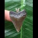 3,3 cm dolchförmiger Zahn des Megalodon als Anhänger