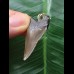 3,3 cm dolchförmiger Zahn des Megalodon als Anhänger