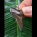 3,3 cm dolchförmiger Zahn des Megalodon als Anhänger