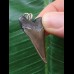 3,3 cm dolchförmiger Zahn des Megalodon als Anhänger