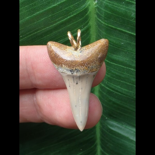 3.0 cm dagger-shaped tooth of Mako shark as a pendant