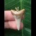 3.0 cm dagger-shaped tooth of Mako shark as a pendant