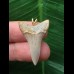 3.0 cm dagger-shaped tooth of Mako shark as a pendant