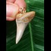 3.0 cm dagger-shaped tooth of Mako shark as a pendant