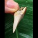 3.0 cm dagger-shaped tooth of Mako shark as a pendant