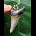 5,2 cm dolchförmiger Zahn des Mako-Hai als Anhänger