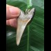 5,2 cm dolchförmiger Zahn des Mako-Hai als Anhänger