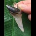 5,2 cm dolchförmiger Zahn des Mako-Hai als Anhänger