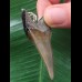 5,2 cm dolchförmiger Zahn des Mako-Hai als Anhänger