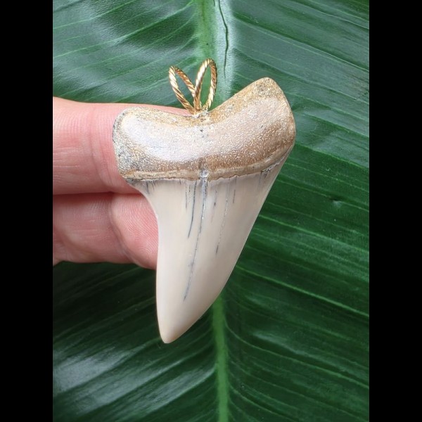 4.4 cm light-colored tooth from an Isurus planus as a pendant
