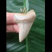 4.4 cm light-colored tooth from an Isurus planus as a pendant