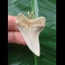 4.4 cm light-colored tooth from an Isurus planus as a pendant