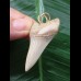 4.4 cm light-colored tooth from an Isurus planus as a pendant