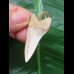 4.4 cm light-colored tooth from an Isurus planus as a pendant