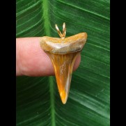 2,8 cm bunter Zahn des Mako Hai als Anhänger
